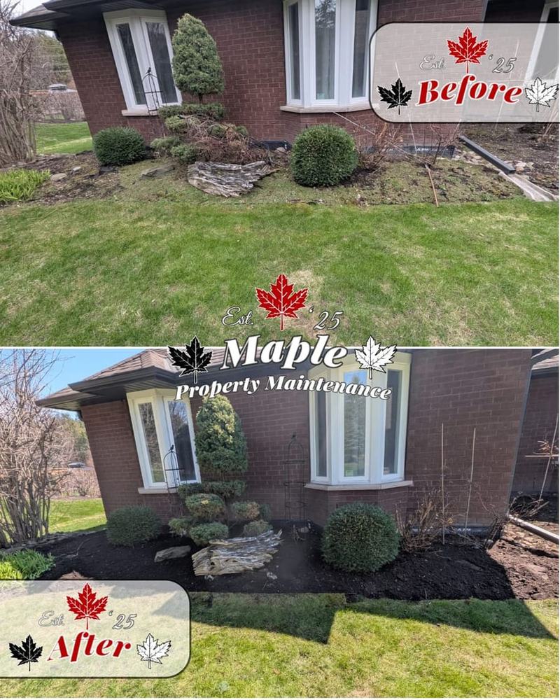 Before and after: a front garden bed beside a brick house cleaned out and topped with fresh dark mulch