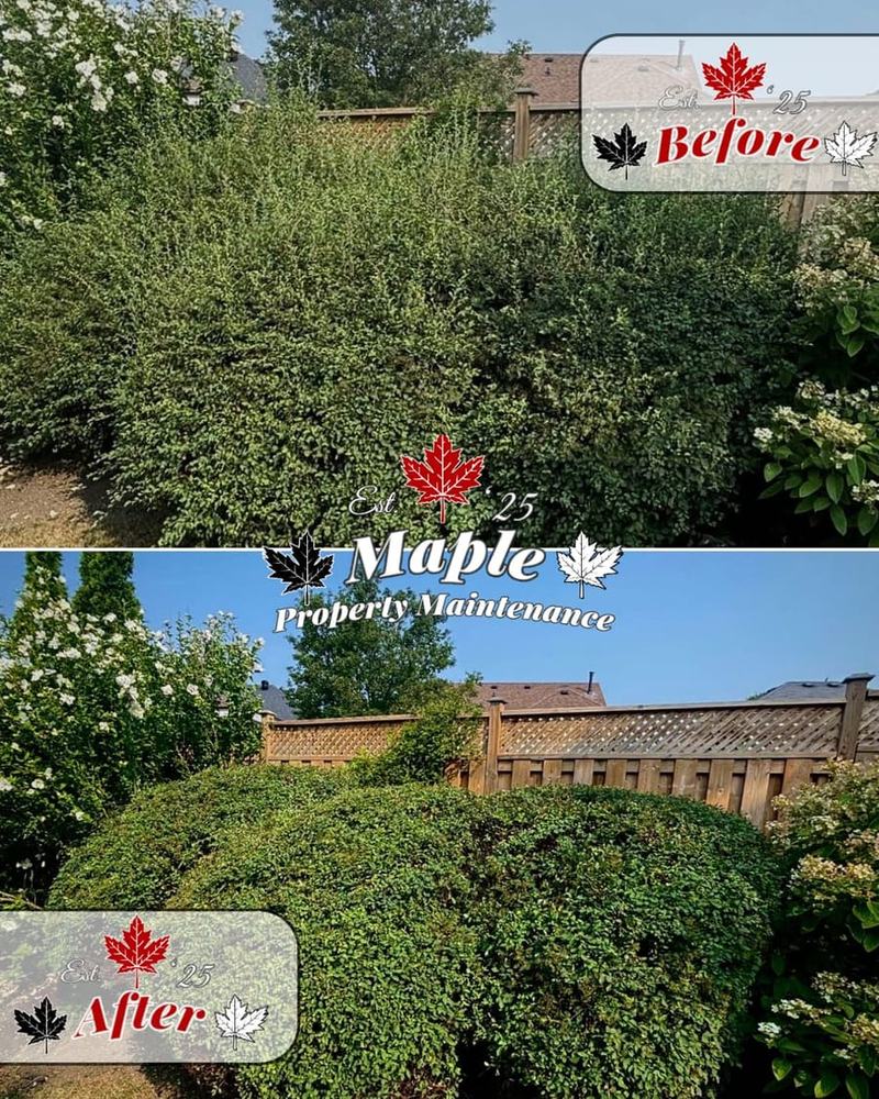 Before and after: a tall overgrown leafy hedge trimmed into a neat rounded shape along a wood fence