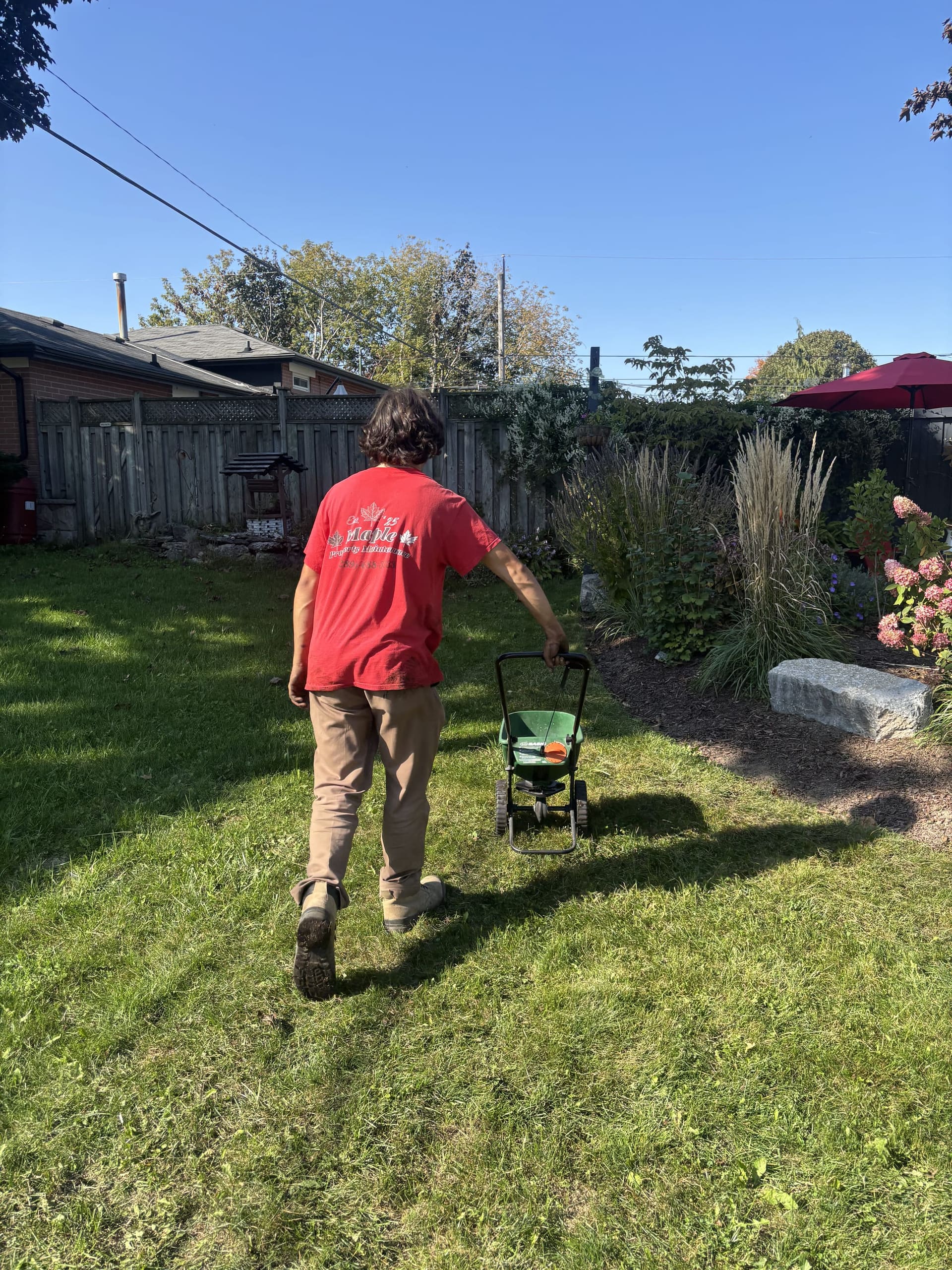 Crew member pulling a broadcast spreader across a backyard lawn to seed and fertilize