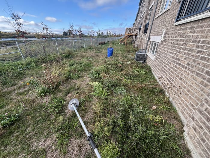 Before: Overgrown backyard cut and cleaned up