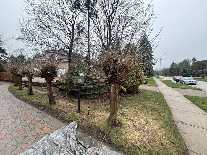 Before: Ornamental trees pruned and shaped