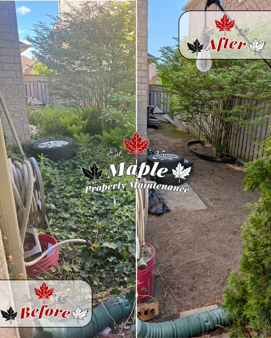 Overgrown side-yard ivy cleared