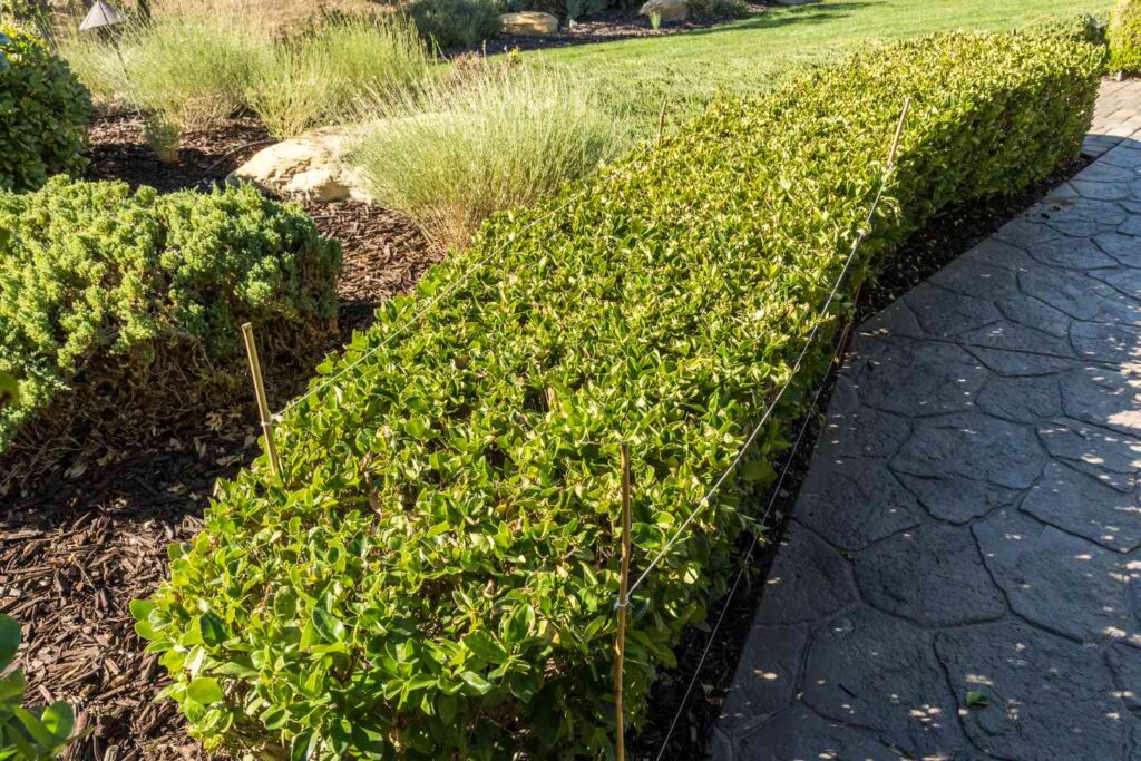 hedges